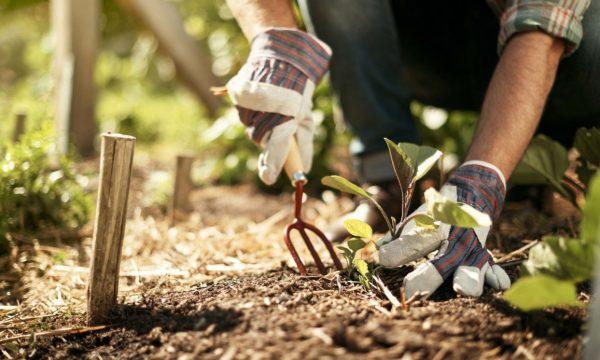 Coltivare i propri prodotti orto in casa