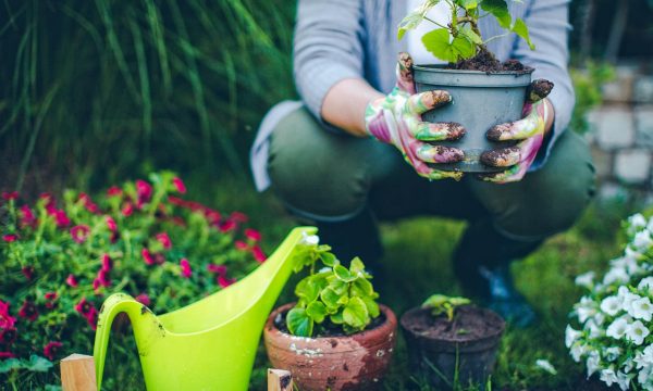 Giardino? Abbelliscilo con gazebi, fontane e piante decorative