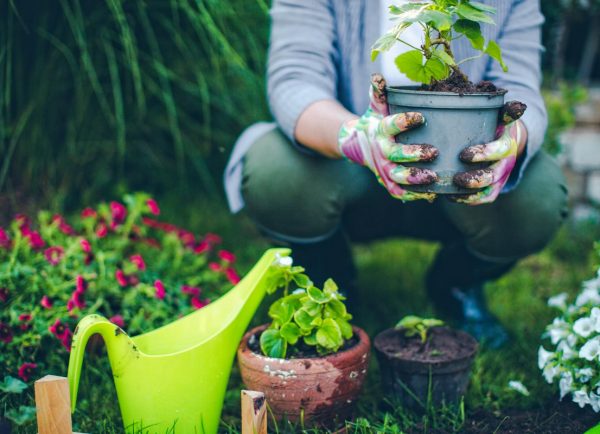 Giardino? Abbelliscilo con gazebi, fontane e piante decorative