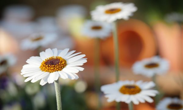 Fiori da giardino un luogo incantato