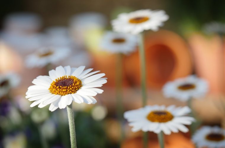 Fiori da giardino un luogo incantato