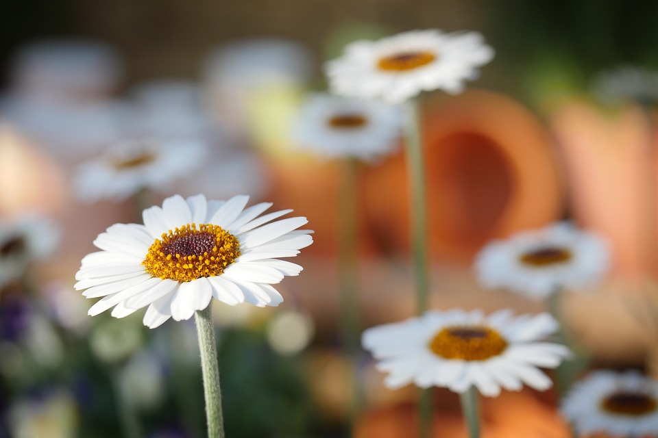 Fiori da giardino un luogo incantato