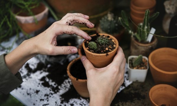 Proteggere le piante dal gelo e dall'inverno